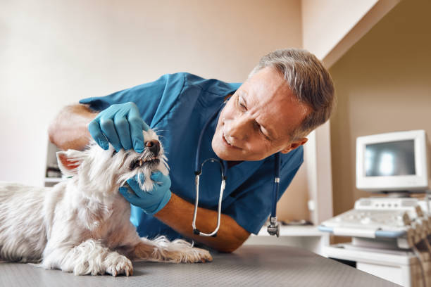 Best Emergency Denture Repair in Orangeburg, SC